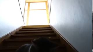 Cat Plays Fetch on Stairs clip41