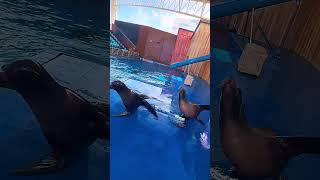 Morrin and Reggie’s wonderful day #sealion #funnyanimals