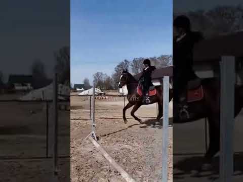 Video: Kuda Lipizzan