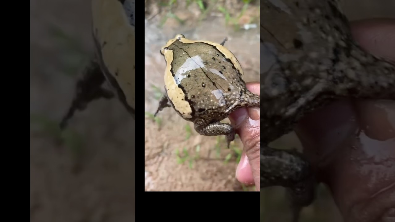 Catching frog running funny 