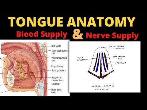 Tongue Anatomy (4/5) | Nerve Supply & Blood Supply of Tongue