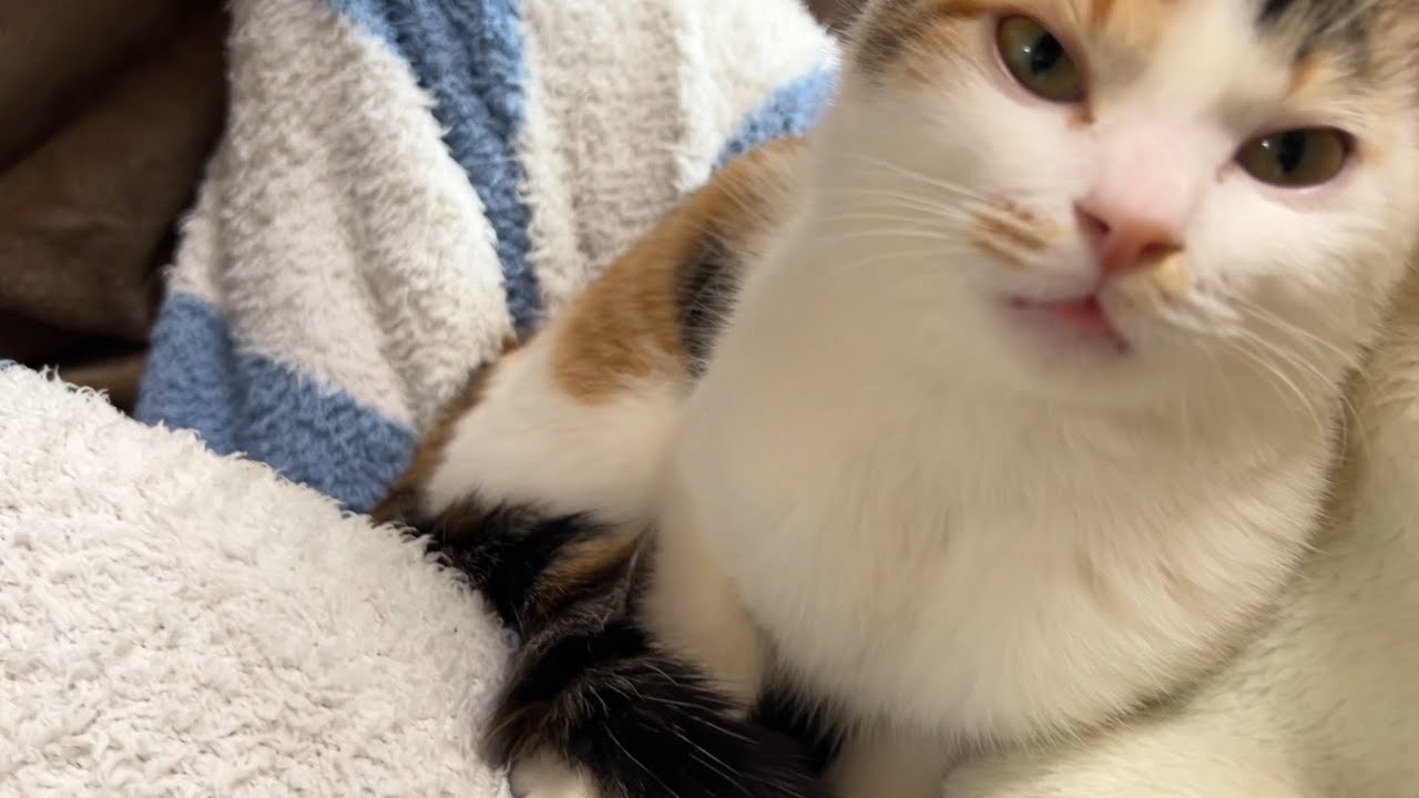 ねこ o8aU6HlxiYoKA1pAPmCqiApvlluVAI