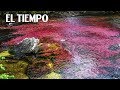 10. El río de los cinco colores | Especies: una nueva expedición | EL TIEMPO y Canal Tr3ce