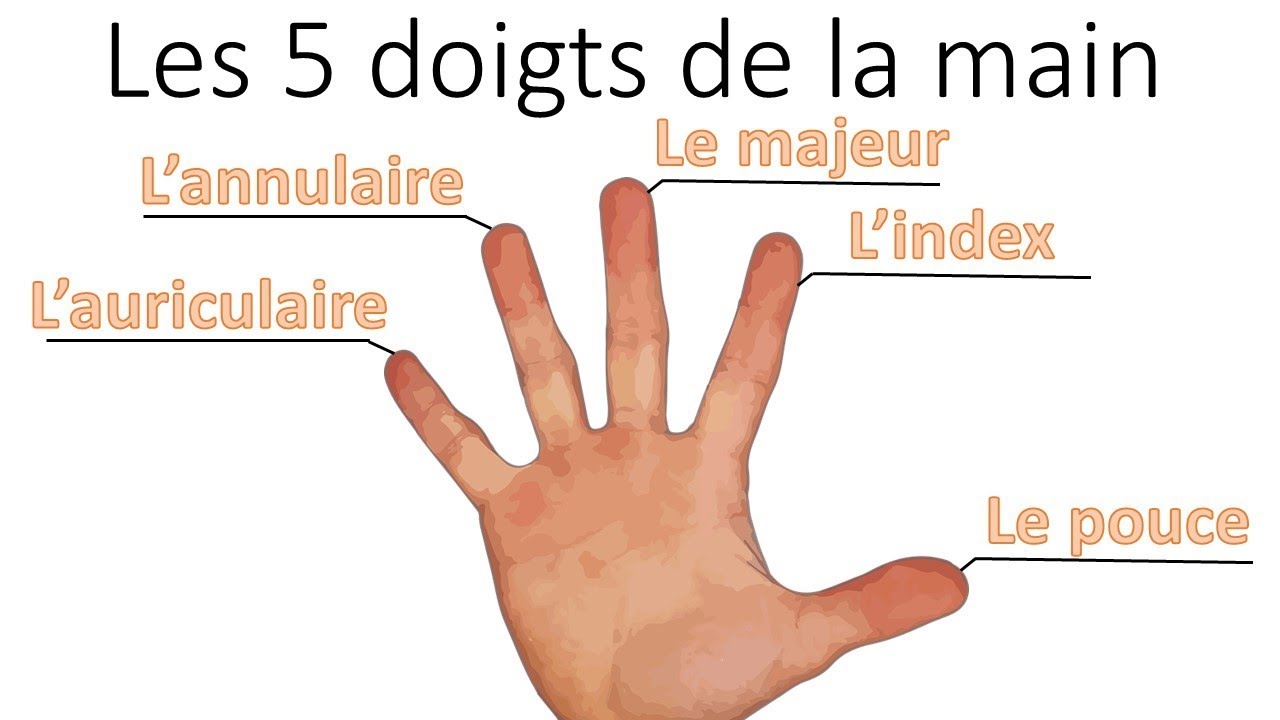 Apprendre le Nom des Doigts de la Main à ses Enfants - Les Mini Mondes