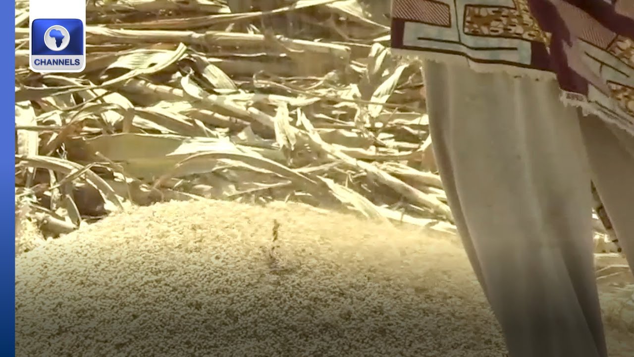 National Seed Policy: Stakeholders Validate 2022 National Seed Policy In Gombe State