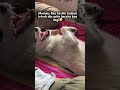 Every dog parent can relate #petshub #comedyfilms #funny #explore #pets #puppyvideos #funnypuppy