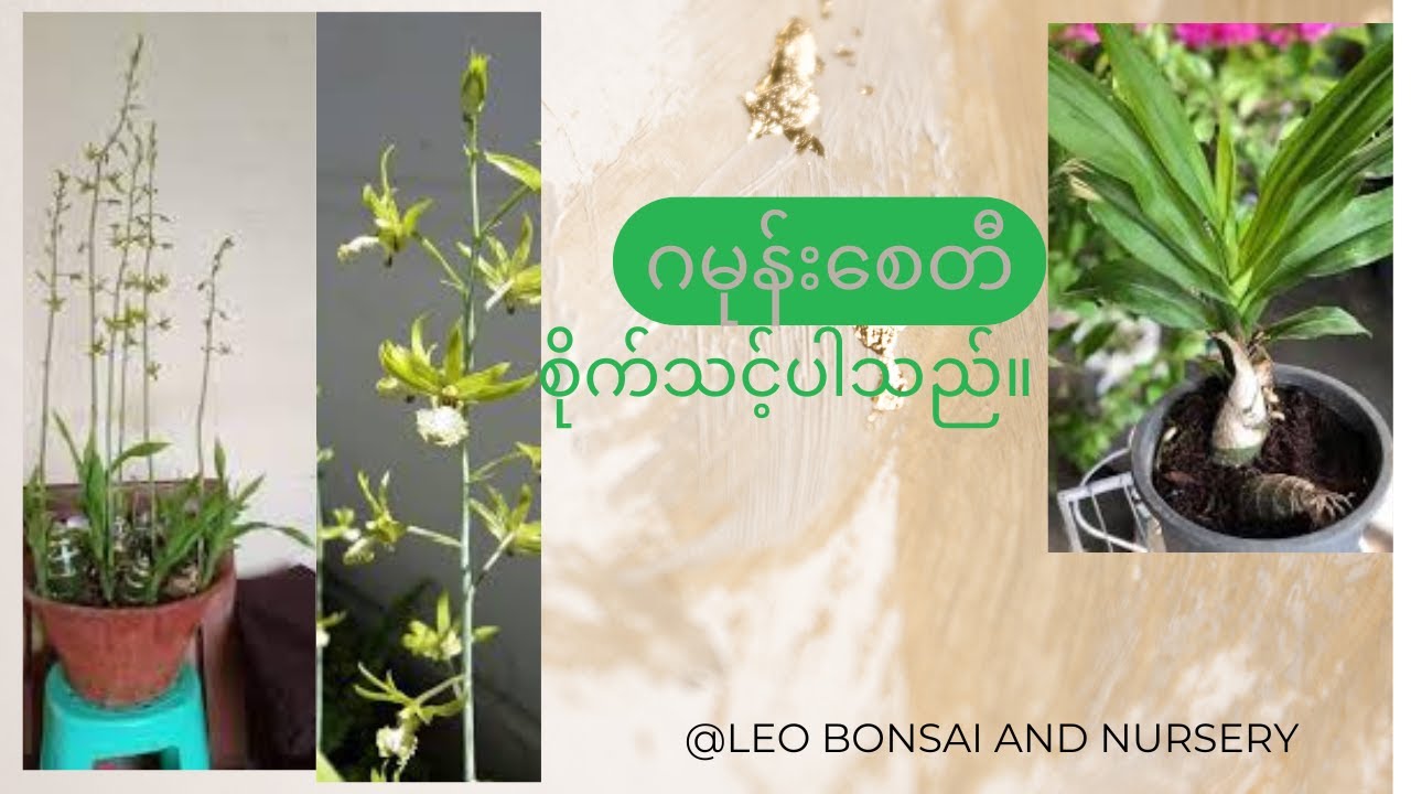 စိုက်သင့်ပါသည် ဂမုန်းစေတီ။