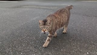 雨上がりの公園に行ったらキジトラ猫が駐車場で出迎えてくれた