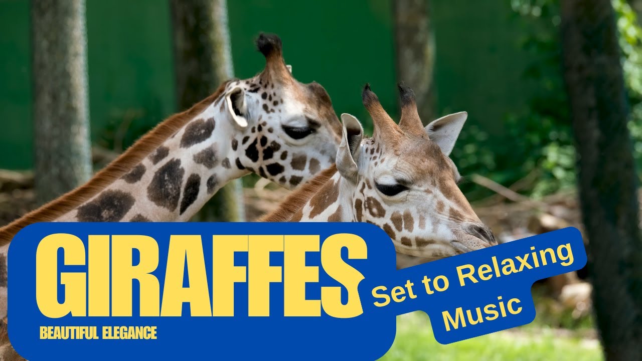 Aim High in 2026 🦒 | Soundscapes 20 Minutes of Calm Nature & Relaxing Music (HD)