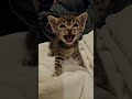 I Think IJust Got Picked! Mila Said, "Take Me Home! (New Foster)