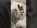 #웰시코기 #강아지 #corgi #puppy #corgilife #코기 #강아지일상 #강아지브이로그 #cute 강아지영상 #일요일아침 #sundayvlog #corgigram