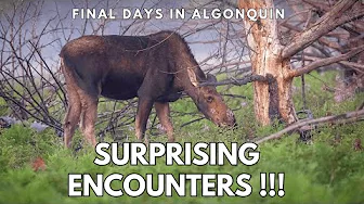 EPIC WILDLIFE ENCOUNTERS | Moose & Bear Photography  | My Final Days in Algonquin Provincial Park