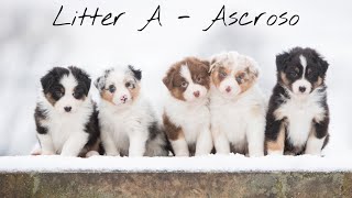 Australian shepherd puppies  Ascroso Litter A ( From Birth to 8 weeks)