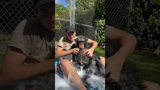 Bath Time!! Shorts # Chimpanzee