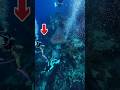 What will a whale shark do to a diver‼️😱#shortvideos #americafish