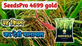 धान की यह नई किस्म देगी अधिक पैदावार मिलती हैं यहां अभी खरीदें। hybrid seeds pro 4699 gold