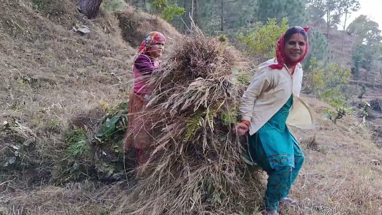 आज फिर गये हम घास के लिए 🥱😍🥰💐#012 #explore #phadilifestyle #phadivibes #uttrakhnd 