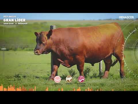 RED ANGUS GRAN LÍDER - REPRODUTOR LANÇAMENTO 2022 - RENASCER BIOTECNOLOGIA