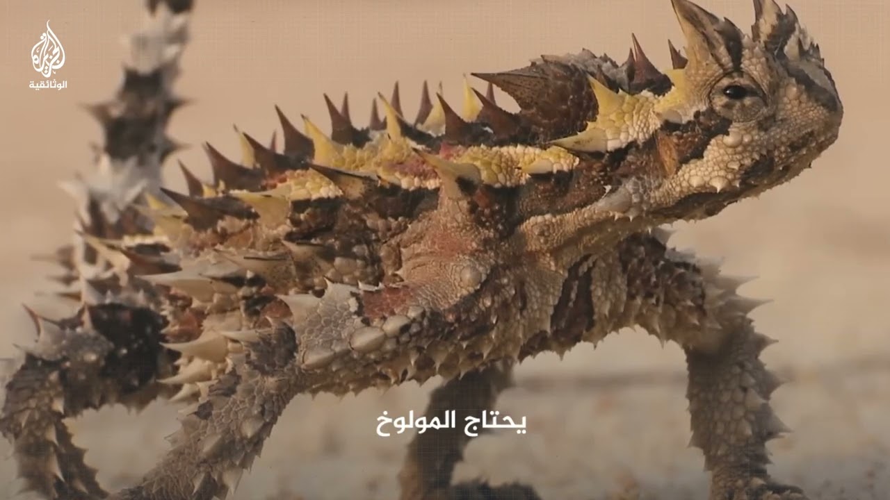 الشيطان الصحراوي الشائك.. كيف يحصل على الماء؟