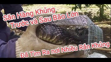 Săn Rắn Hổ Trâu KHỦNG TRước Bão- Quá Trúng