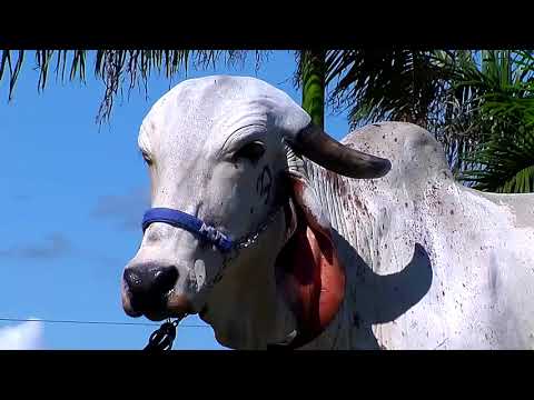 LOTE 01   JCVL 2023