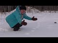 Nature Minutes Ep 13   Lynx Have Snowshoes