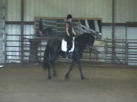 Friesian Stallion - Onyx - under saddle