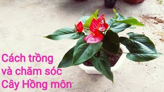 Cây Hồng môn ý nghĩa phong thủy và cách trồng, chăm sóc -để cây luôn xanh tôt