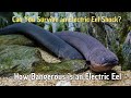 How Dangerous is an Electric Eel | Can you survive an electric eel shock?