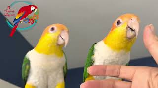 Who Makes A Good Caique Friend? Green-cheek? Senegal? Quaker? #Parrot_Bliss #caiqueparrot