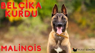 Belçika Kurdu Eğitimi - Malinois Eğitimi | Yavru Köpek Eğitimi İstanbul