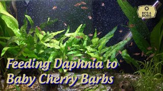 Cherry Barbs Feeding on Daphnia by Bits And Bobs 46 views 5 months ago 2 minutes, 37 seconds