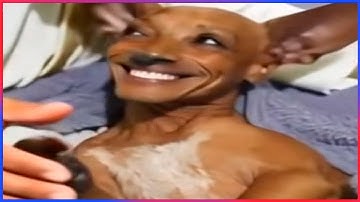 Best Funny Videos Of 2025 😂 TRY NOT TO LAUGH Funny Videos