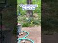 Fast Food: Scrub Jay vs Grub