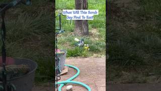 Fast Food: Scrub Jay vs Grub