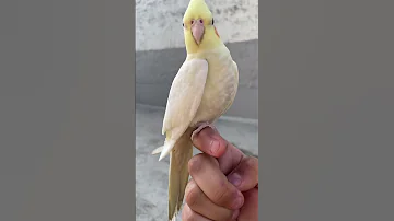 Female Cockatiel Calling Sound #cockatiel #birds