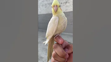 Female Cockatiel Calling Sound Cockatiel Birds 