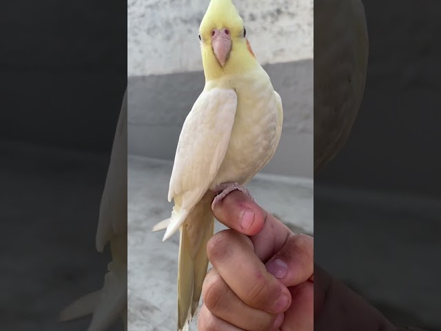 Suara Panggilan Cockatiel Betina #cockatiel #birds class=