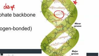 4375 - Summer 2025 - Nucleic Acids LO2