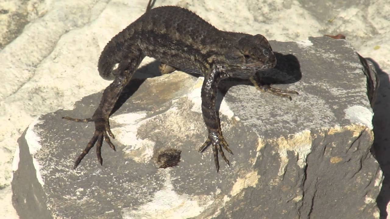 Lizard doing pushups in the sun at Tablas Creek Vineyard YouTube