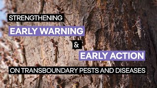 Strengthening Early Warning & Early Action on Transboundary Pests and Diseases
