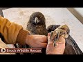 Golden Eagle With Injured Talons Recovers
