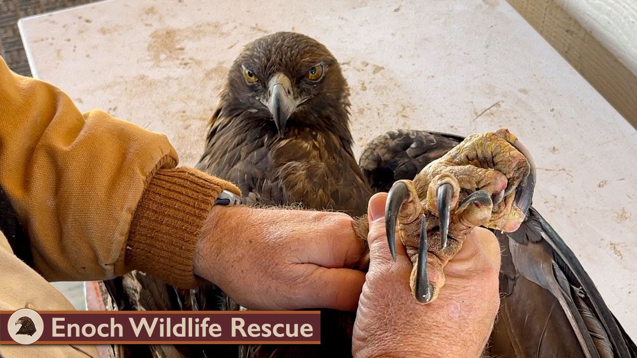 Golden Eagle With Injured Talons Recovers 
