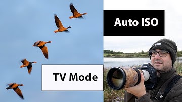 Birds in Flight Photography Using Shutter Priority Mode (And Auto ISO)