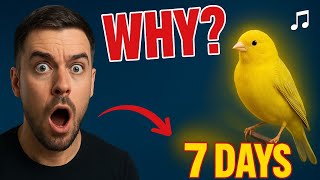 Mengapa Burung Kenari Anda Tidak Bernyanyi (Protokol 3 Pilar yang Berhasil dalam 7 Hari)