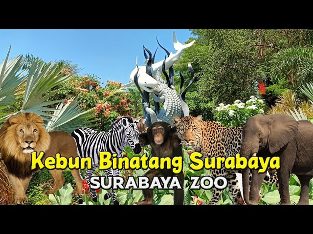 Kebun Binatang Surabaya Zoo : Aneka satwa di KBS Surabaya class=