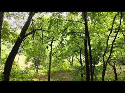 Ein paar Videos mit der Drohne aus meiner Gegend hier - Elm / Harz