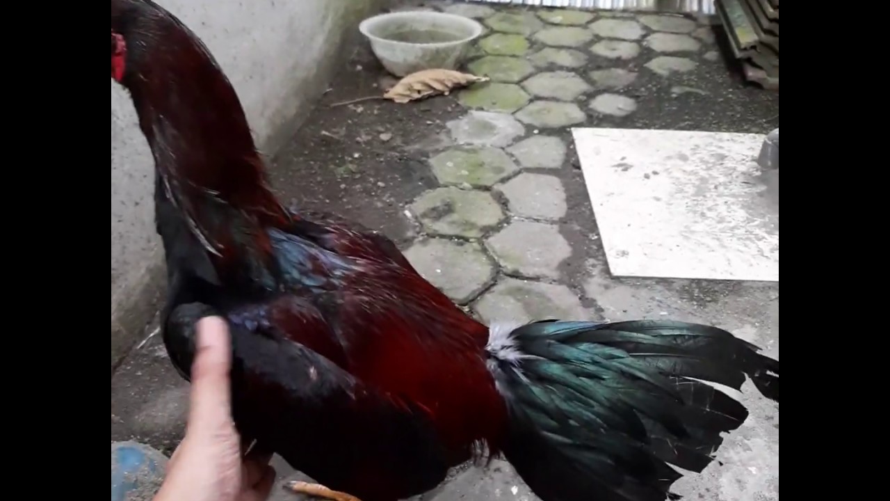 Hasil Ternak Ayam Bangkok lancuran Trah Magon Suzuki Jr 