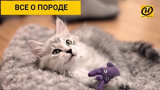 Сибирская кошка: все о породе, характер, уход