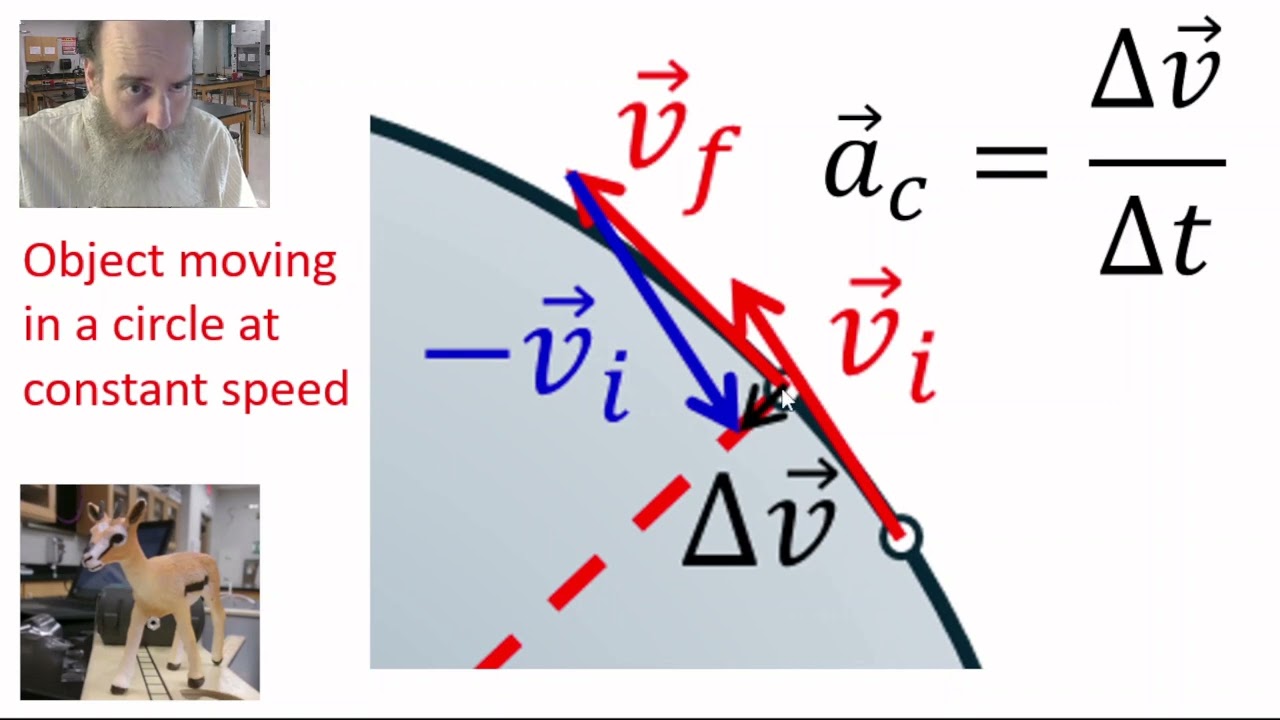 Acceleration in Circular Motion starring Giselle the Gazelle